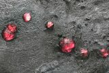 Plate of + Red Embers Garnets in Graphite - Massachusetts #225931-2